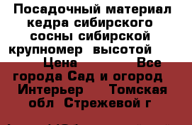 Посадочный материал кедра сибирского (сосны сибирской) крупномер, высотой 3-3.5  › Цена ­ 19 800 - Все города Сад и огород » Интерьер   . Томская обл.,Стрежевой г.